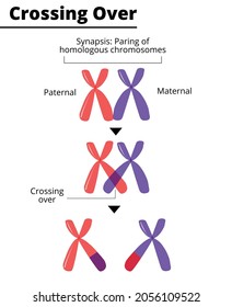 1,331 Homology Images, Stock Photos & Vectors | Shutterstock