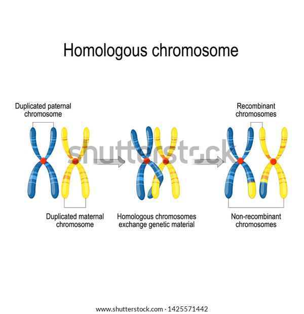 Maternal Paternal Homologous Chromosomes Exchange Genetic Stock Vector ...