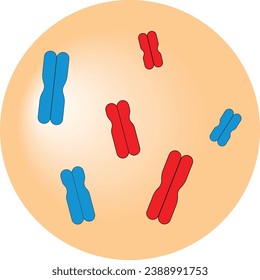 Maternal set of chromosomes and paternal set of chromosomes with white background