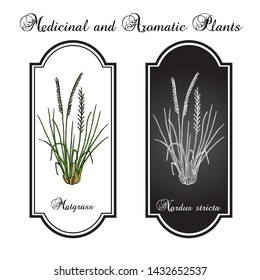 Matgrass (Nardus stricta), medicinal plant. Hand drawn botanical vector illustration