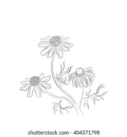 Matricaria camomile 