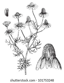 Matricaria chamomilla or German chamomile / vintage illustration from Brockhaus Konversations-Lexikon 1908