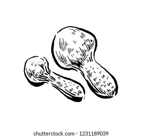 Matsuake mushrooms. Hand drawn vintage vector illustration.