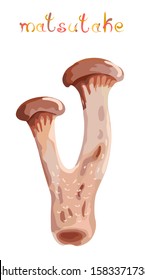 Matsutake. Fresh raw mushroom with colorful title. Isolated on white background. Vector illustration.