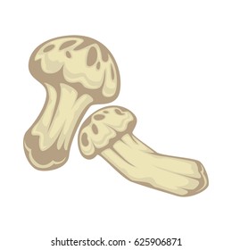 Matsutake fungus edible mushroom isollated on white background