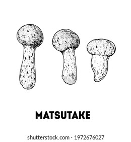 Matsutake mushroom hand drawn sketch. Mushroom vector illustration. Organic healthy food. Great for packaging design. Engraved style. Black and white color.