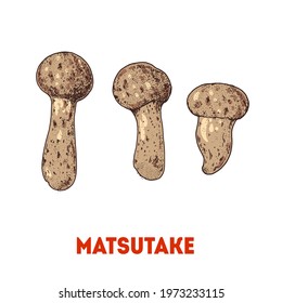 Matsutake mushroom hand drawn. Mushroom vector illustration. Organic healthy food. Great for packaging design