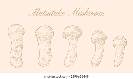 MATSUTAKE MUSHROOM Vintage Hand-Drawn Vector Set