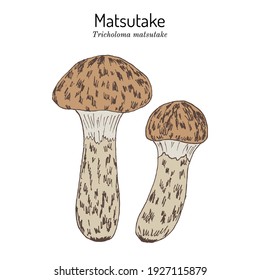 Matsutake (Tricholoma matsutake), edible mushroom. Hand drawn botanical vector illustration