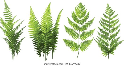 Matteuccia struthiopteris and Polystichum setiferum fern foliage, temperate forest vegetation, green plants, woodland flora, eco garden design vector illustration.