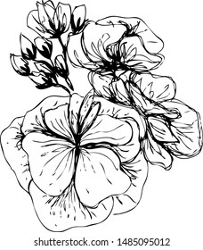 Matthiola flowers and buds. Simple sketch. Hand drawn elegant design. Graphical black line flowers on a white background. Isolated beautiful for decorations. Black and white design for tattoo.