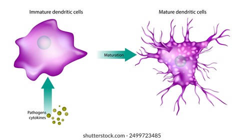 Dendritische Zellen der Reifung. Unreife und reife dendritische Zellen. Erreger Zytokine