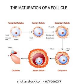 maturation of a follicle. Diagram of folliculogenesis.