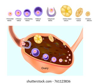 Maturation of a follicle. Diagram of folliculogenesis. Vitro fertilization. Development of a human embryo