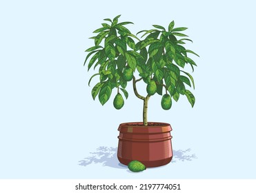 Árbol de aguacate maduro con frutas maduras en una gran olla de cerámica cultivada en casa. Concepto de ilustración vectorial para jardinería doméstica o frutería. Dibujo para el diseño de un cartel, afiche o blog botánico