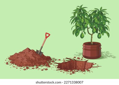 Mature avocado tree with ripe fruits in a large ceramic pot. Plant the avocado in the ground. Vector illustration. Home gardening, farm. Drawing for the design of a banner, poster. grow an avocado