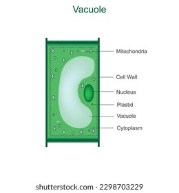 A mature cell vacuole. biology concept. Vacuole.