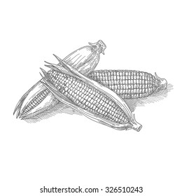 Mature corn, hand drawn, Vector illustration
