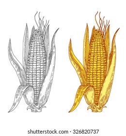 Mature corn, hand drawn, Vector illustration