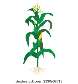 Mature corn ripe maize edible plant with stem leaves root ears on stalk vector flat illustration. Growing natural organic harvest vegetable botany cultivated cereal kernels. Agriculture and farming