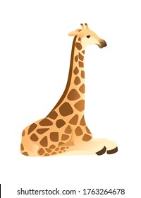 Mature giraffe african animal with long neck cartoon animal design flat vector illustration isolated on white background