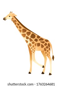 Mature giraffe african animal with long neck cartoon animal design flat vector illustration isolated on white background