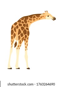 Mature giraffe african animal with long neck cartoon animal design flat vector illustration isolated on white background