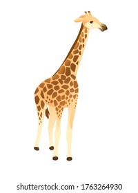 Mature giraffe african animal with long neck cartoon animal design flat vector illustration isolated on white background