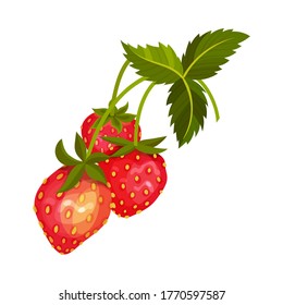 Mature Red Strawberry with Leaves for Fresh Eating Vector Illustration