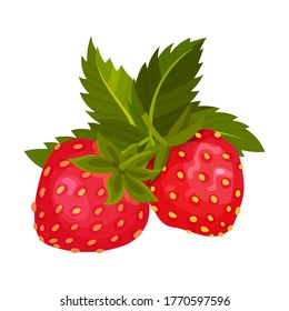 Mature Red Strawberry with Leaves for Fresh Eating Vector Illustration