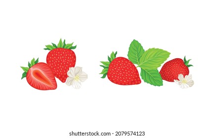 Mature Red Strawberry Whole and Half with Leaves and Blossom Vector Set