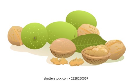 Mature ripe Walnut. Garden plant edible harvest. Isolated on white background. Foliage leaves. Vector.