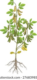 Mature soybean plant with pods and root system, glycine max with nitrogen-fixing nodules, botanical illustration of soy plant isolated on white