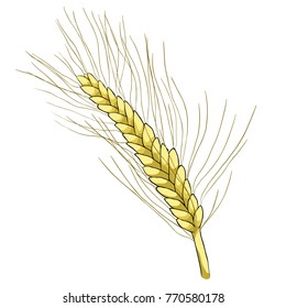 The mature of wheat close vector illustration