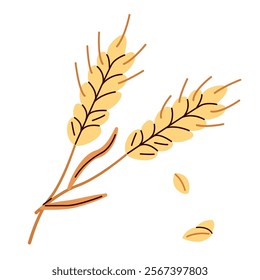 Mature wheat spikelets with an ear, stem and spikelet. Rye grain plant, cereal crop. Botanical composition of farm cereal plant and grains.Cereal harvest, agriculture, organic farming, healthy food 