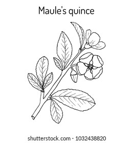 Maule quince (Chaenomeles japonica), medicinal plant. Hand drawn botanical vector illustration