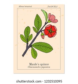 Maule quince, Chaenomeles japonica, medicinal plant. Hand drawn botanical vector illustration