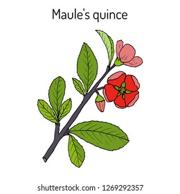 Maule quince, Chaenomeles japonica, medicinal plant. Hand drawn botanical vector illustration