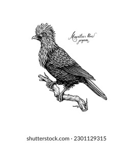 Mauritius blue pigeon. Extinct bird. Engraved Hand drawn vector illustration in woodcut Graphic vintage style, drawing