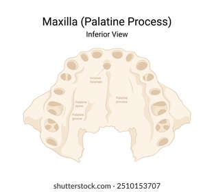 Vista inferior del proceso palatino del maxilar