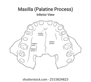 Vista inferior del proceso palatino del maxilar en estilo de línea