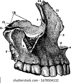 Maxillae, also known as upper jaw are a pair of bones that form the dominant portion of the face, vintage line drawing or engraving illustration.