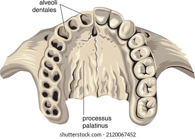 Maxillary Anatomy Tooth Bone Mouth View Dentistry Vector Isolated on White