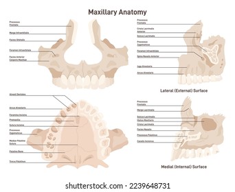 Maxillary anatomy. Upper jaw bone skeletal structure with educational titles. Flat vector illustration