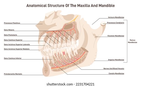 Maxillary and mandible anatomy, view from inside. Upper and lower jaw skeletal structures showing the roots of the teeth, nerves and capillaries. Dentistry infographic. Flat vector illustration