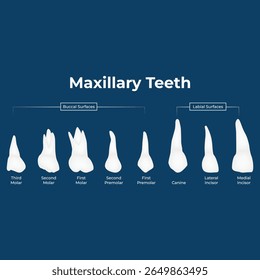 Maxillary Teeth Dental Anatomy and Tooth Identification Vector Illustration