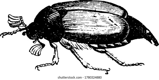 May Beetle belongs to Phyllophaga family, vintage line drawing or engraving illustration.