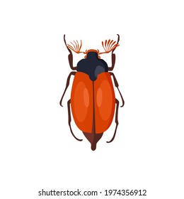 May beetle, Lamellar-whiskered. Vector illustration in cartoon style.