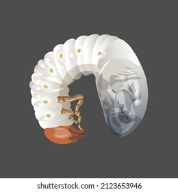 May beetle larva, chafer, cockchafer coiled up. Agricultural pests. Vector illustration isolated on dark background