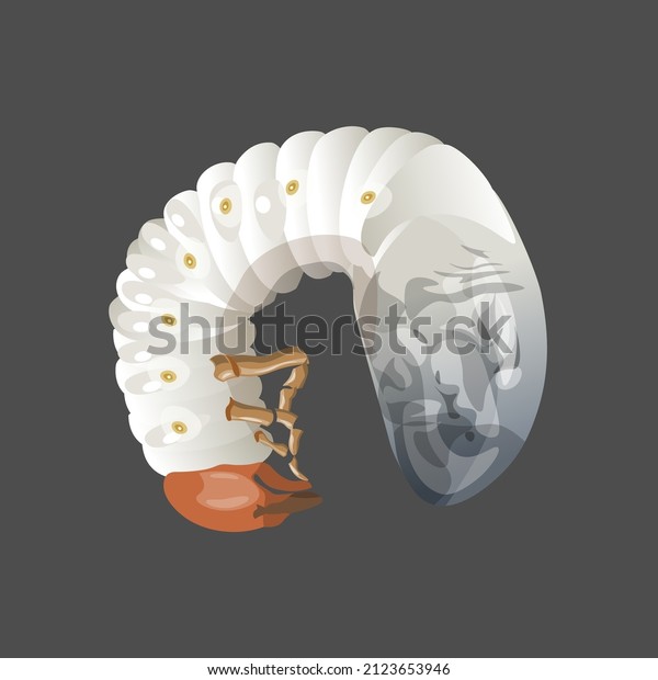 May\
beetle larva, chafer, cockchafer coiled up. Agricultural pests.\
Vector illustration isolated on dark\
background